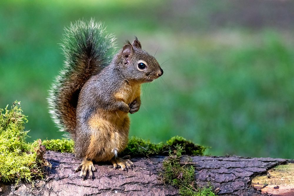 Douglas Squirrel standing on back paws on a moss-covered log art print by Janet Horton for $57.95 CAD