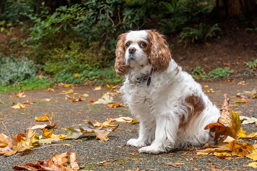 Cavalier King Charles Spaniel-on her driveway in Autumn-PR art print by Janet Horton for $57.95 CAD