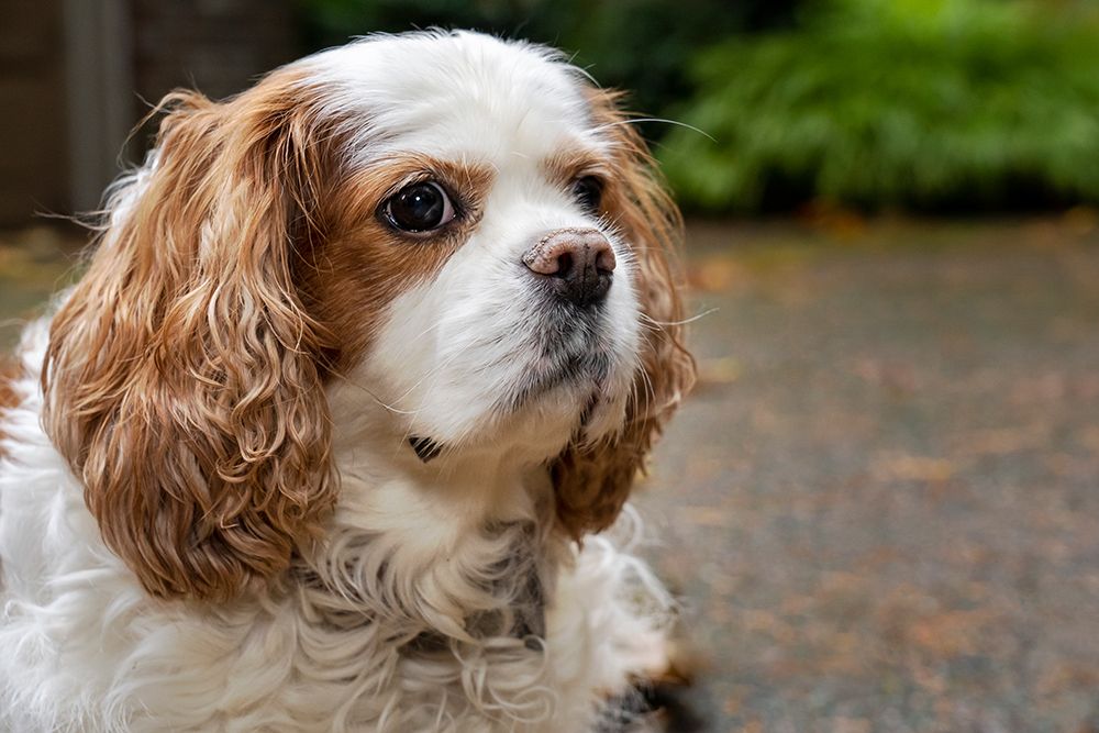 Cavalier King Charles Spaniel-on her driveway in Autumn-PR art print by Janet Horton for $57.95 CAD