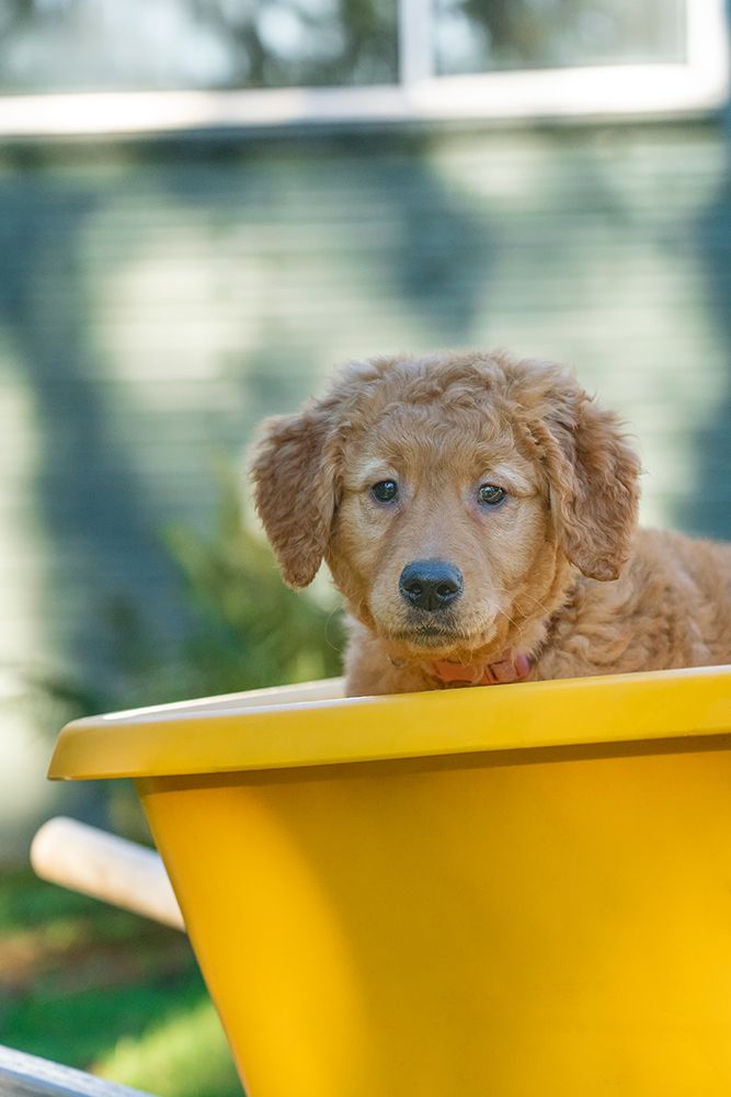 Ten week old Red Golden Retriever puppy-sitting in a wheelbarrow-PR art print by Janet Horton for $57.95 CAD