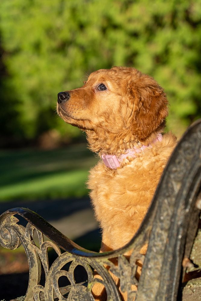 Ten week old Red Golden Retriever puppy-PR art print by Janet Horton for $57.95 CAD