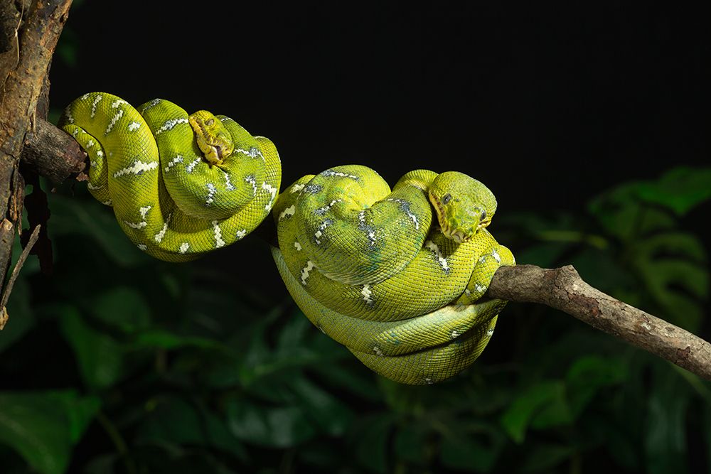 Emerald tree boa coiled- captive- native to South America art print by Joe and Maryann McDonald for $57.95 CAD
