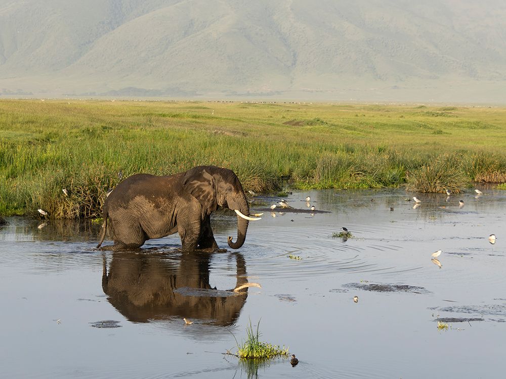 African elephant. Serengeti National Park, Tanzania, Africa art print by Joe and Maryann McDonald for $57.95 CAD