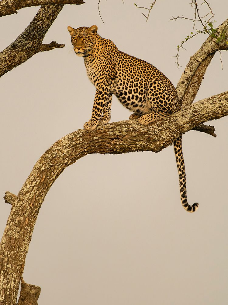African leopard in tree, Serengeti National Park, Tanzania, Africa art print by Joe and Maryann McDonald for $57.95 CAD