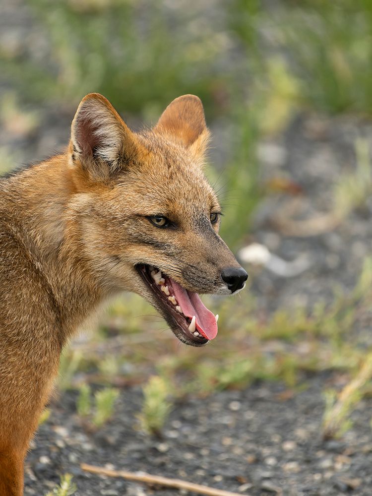 Andean fox, Chile, South America art print by Joe and Maryann McDonald for $57.95 CAD