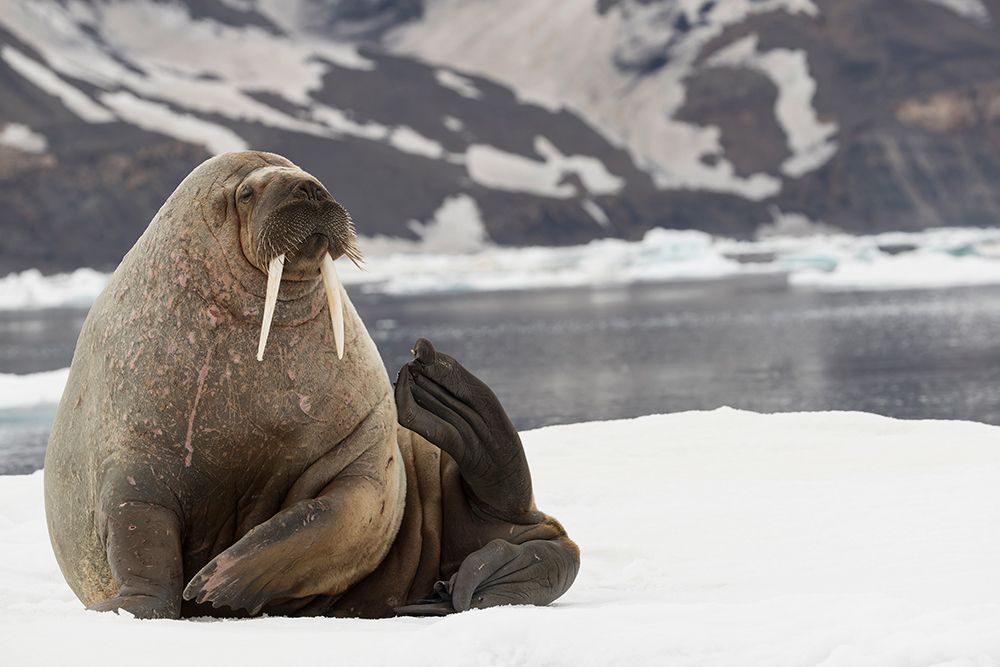 Walrus, Svalbard, Norway art print by Joe and Maryann McDonald for $57.95 CAD