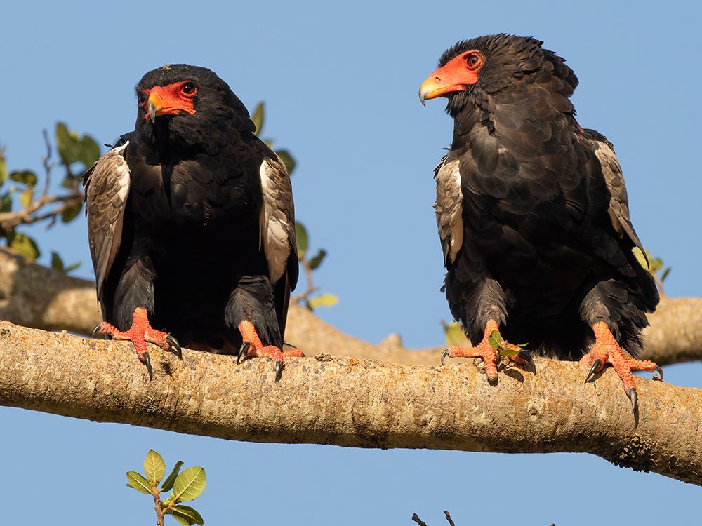 Bateleur eagle. Serengeti National Park, Tanzania, Africa art print by Joe and Maryann McDonald for $57.95 CAD