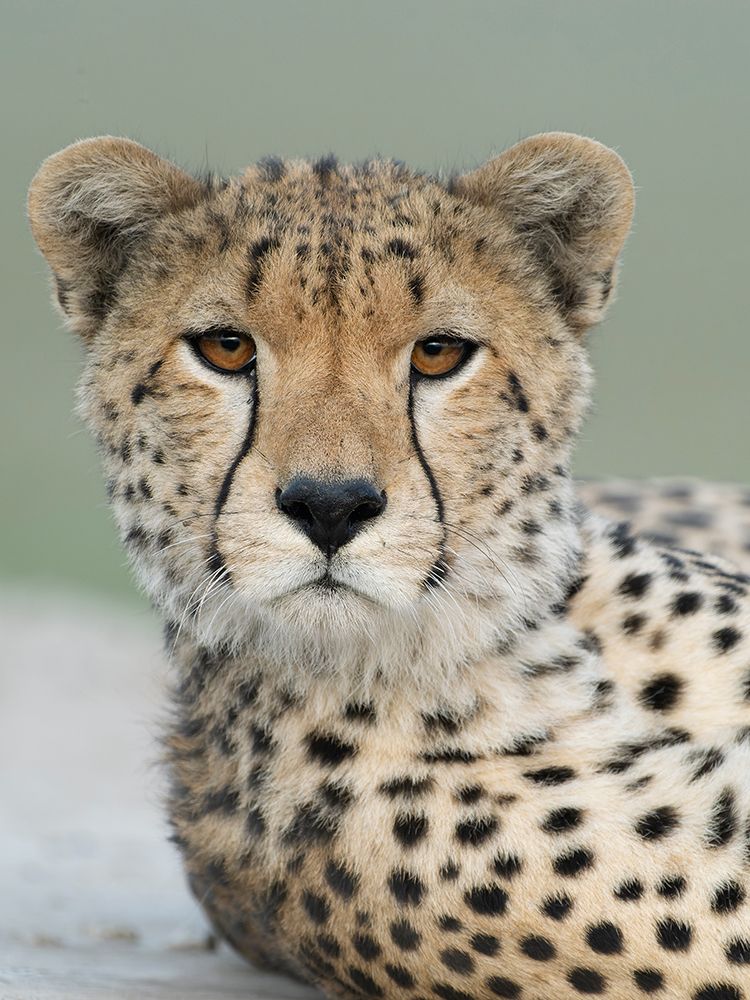 Cheetah, Serengeti National Park, Tanzania, Africa art print by Joe and Maryann McDonald for $57.95 CAD
