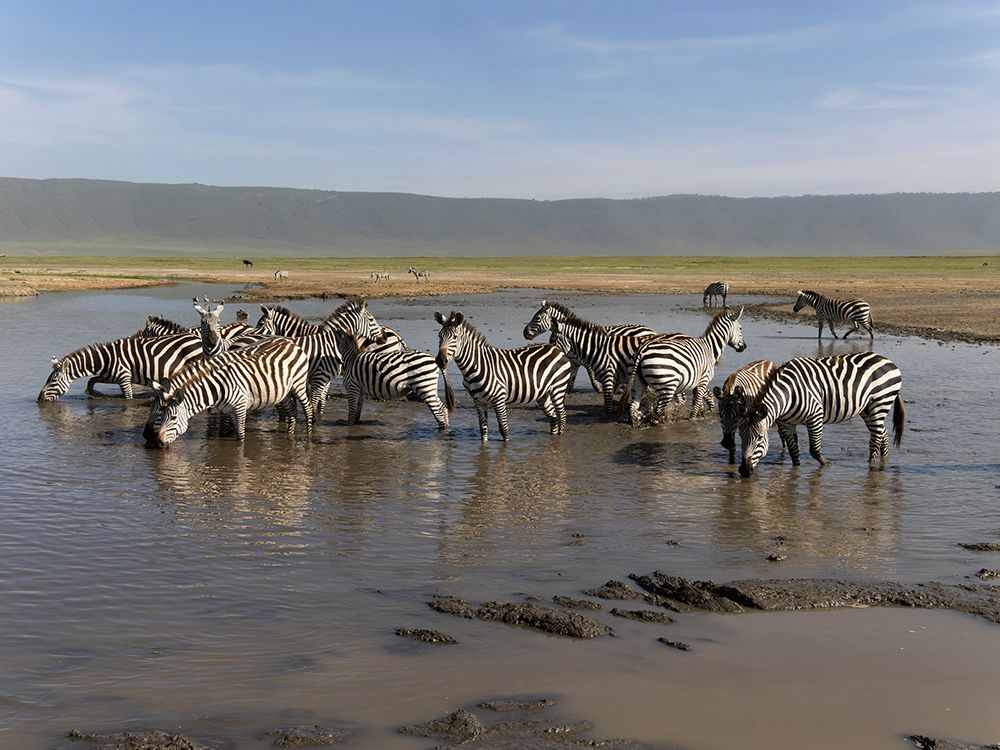 Common zebra herd, Serengeti National Park, Tanzania, Africa art print by Joe and Maryann McDonald for $57.95 CAD