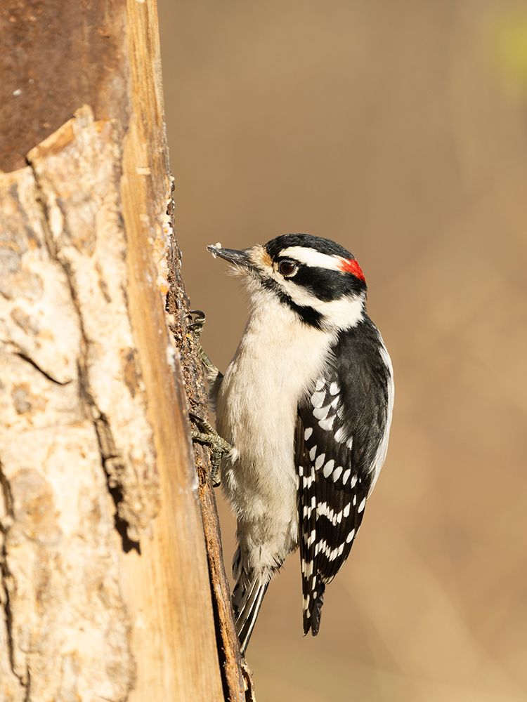 Downy woodpecker, Pennsylvania, Usa. art print by Joe and Maryann McDonald for $57.95 CAD