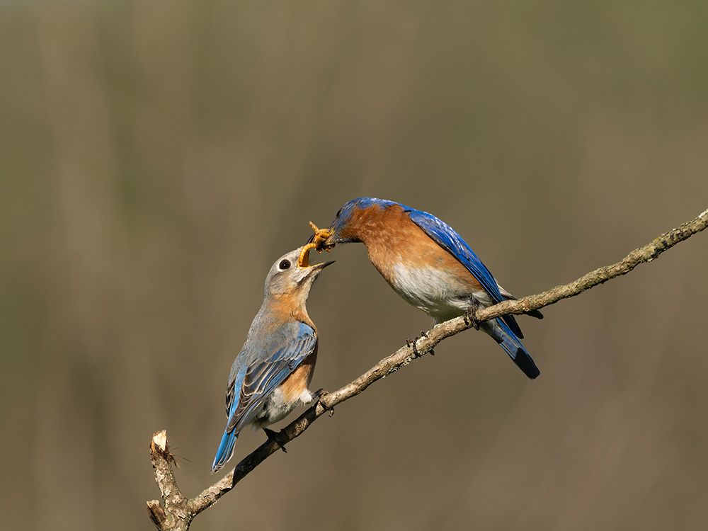 Eastern bluebird, Central Pennsylvania, Usa. art print by Joe and Maryann McDonald for $57.95 CAD