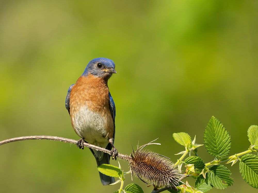 Eastern bluebird, Central Pennsylvania, Usa. art print by Joe and Maryann McDonald for $57.95 CAD