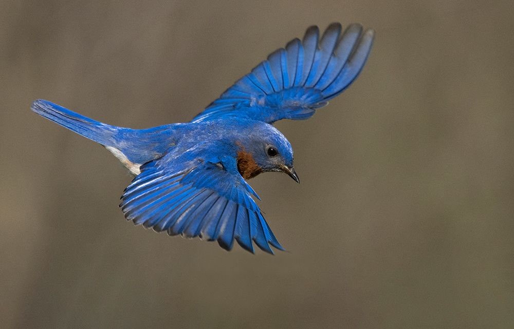 Eastern bluebird, Central Pennsylvania, Usa. art print by Joe and Maryann McDonald for $57.95 CAD