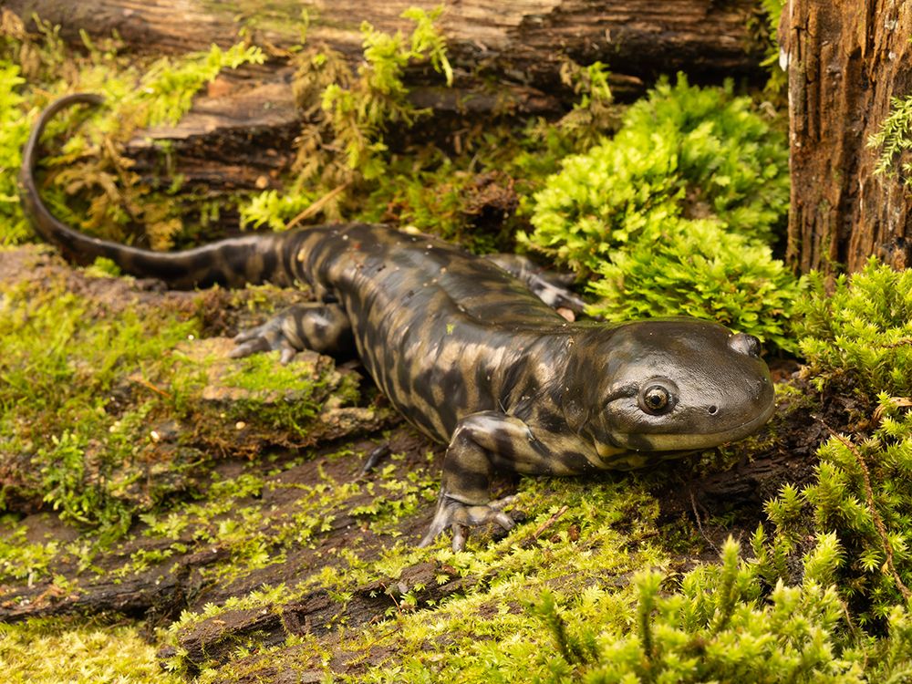 Tiger salamander, South Carolina, Usa. art print by Joe and Maryann McDonald for $57.95 CAD