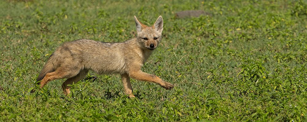 Golden jackal, Serengeti National Park, Tanzania, Africa art print by Joe and Maryann McDonald for $57.95 CAD