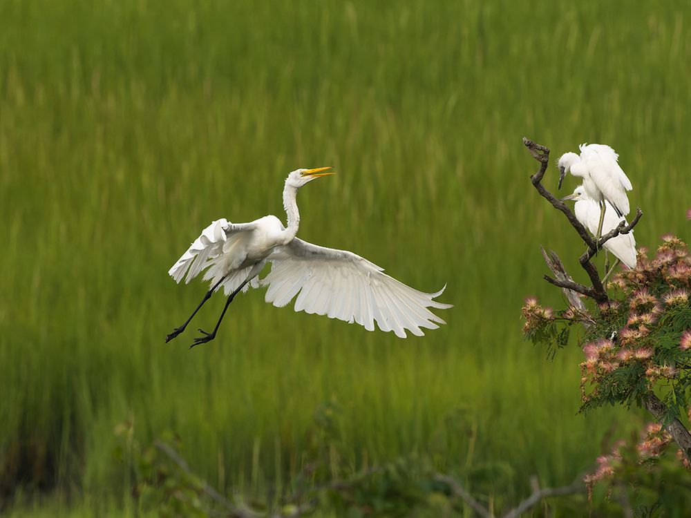 Great egret lying, New Jersey, Usa. art print by Joe and Maryann McDonald for $57.95 CAD