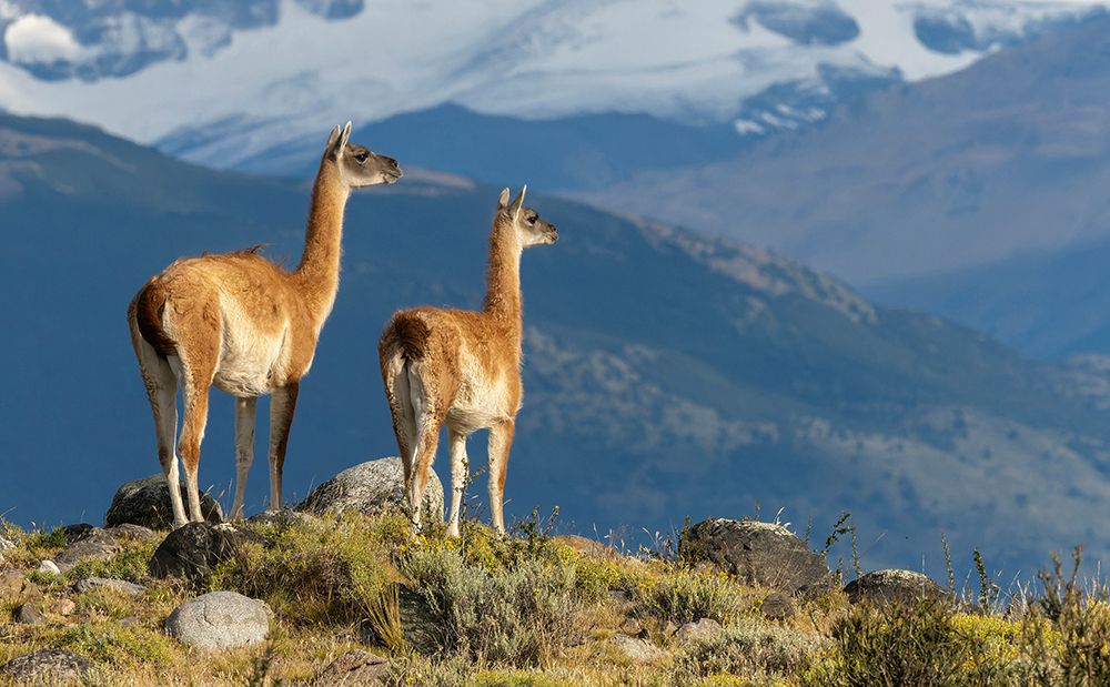 Guanaco, Torres del Paine, Chile art print by Joe and Maryann McDonald for $57.95 CAD