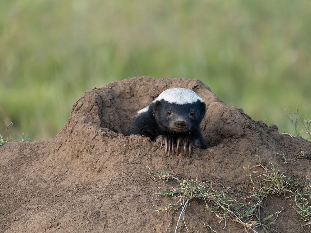 Ratel, aka honey badger, in burrow, Serengeti National Park, Tanzania, Africa art print by Joe and Maryann McDonald for $57.95 CAD