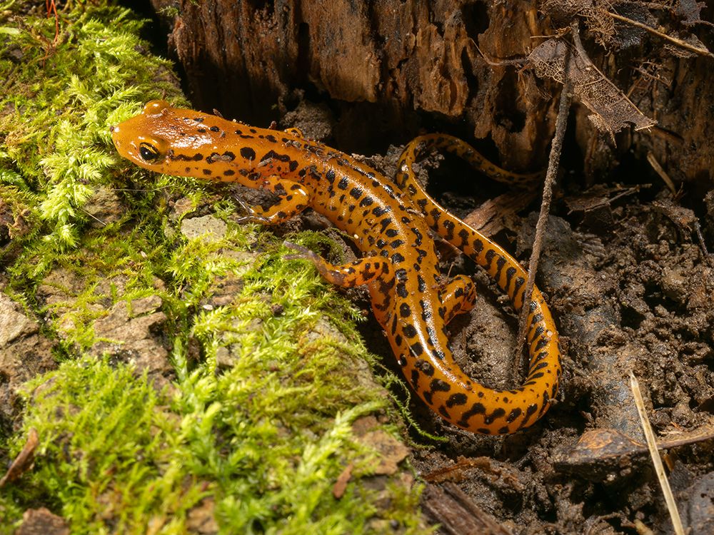 Long-tailed salamander, Pennsylvania, Usa. art print by Joe and Maryann McDonald for $57.95 CAD
