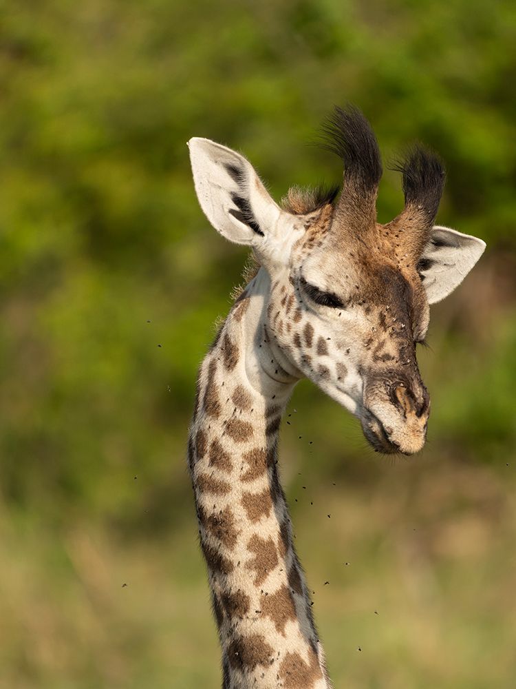 Masai giraffe, Serengeti National Park, Tanzania, Africa art print by Joe and Maryann McDonald for $57.95 CAD