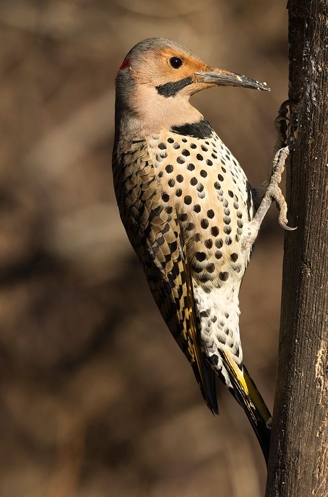 Northern flicker, Pennsylvania, Usa. art print by Joe and Maryann McDonald for $57.95 CAD
