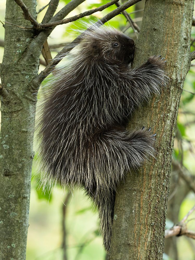 North American porcupine, central Pennsylvania, USA art print by Joe and Maryann McDonald for $57.95 CAD