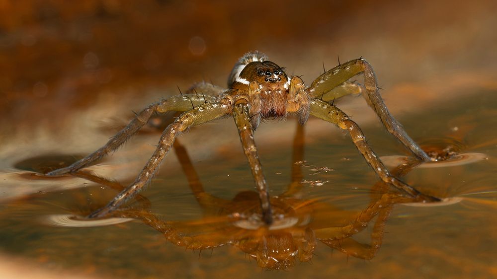 Six-spotted fishing spider, Pennsylvania, Usa. art print by Joe and Maryann McDonald for $57.95 CAD