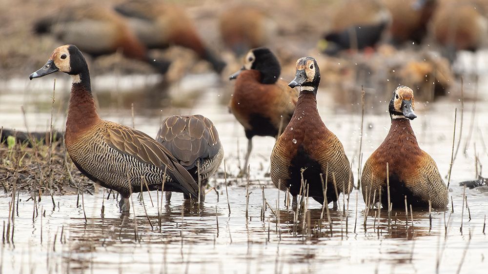 White-faced whistling duck at water, Serengeti National Park, Tanzania, Africa art print by Joe and Maryann McDonald for $57.95 CAD
