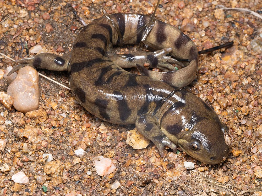 Western tiger salamander, Colorado, Usa. art print by Joe and Maryann McDonald for $57.95 CAD