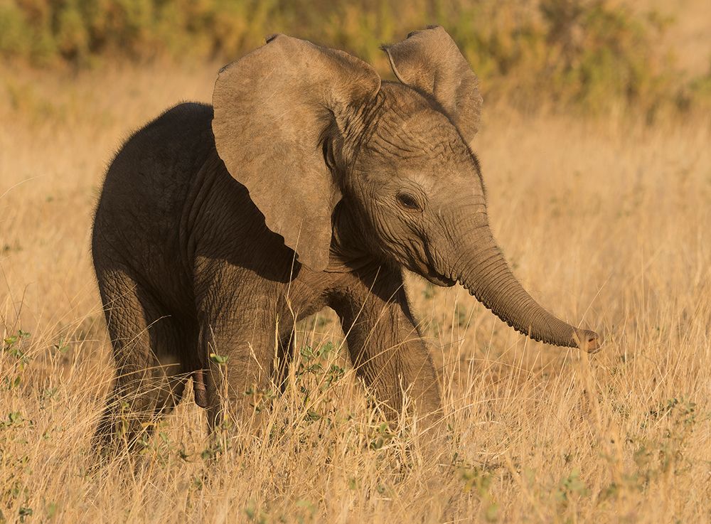 African elephant, Samburu Game Reserve, Kenya, Africa art print by Joe and Maryann McDonald for $57.95 CAD
