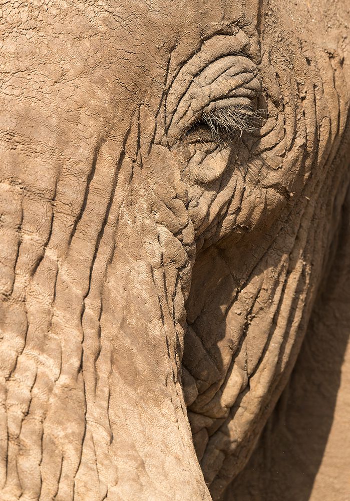 African elephant bull close-up. Samburu Game Reserve, Kenya, East Africa art print by Joe and Maryann McDonald for $57.95 CAD
