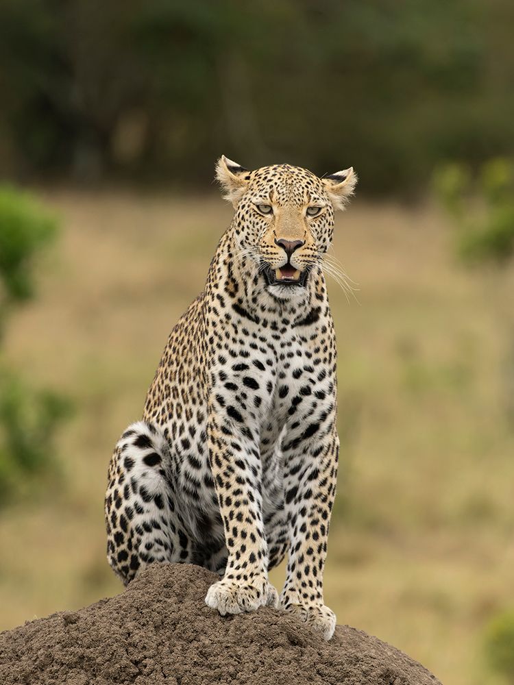 Leopard, Kenya, Africa art print by Joe and Maryann McDonald for $57.95 CAD
