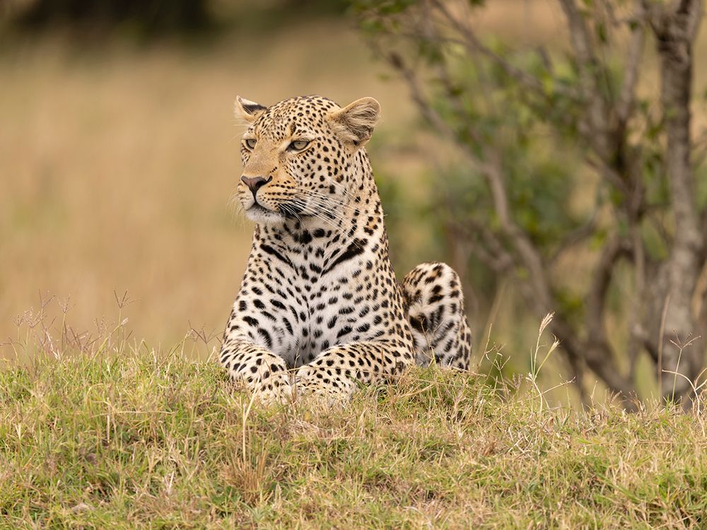 Leopard, Kenya, Africa art print by Joe and Maryann McDonald for $57.95 CAD