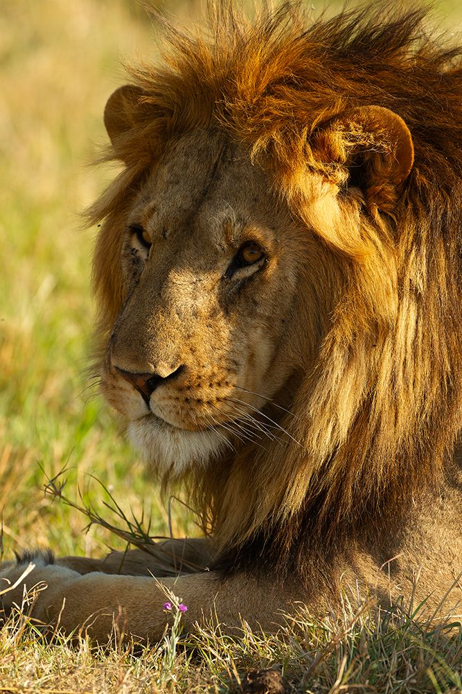 Lion resting, Mara Triangle, Masai Mara Game Reserve, Kenya, Africa art print by Joe and Maryann McDonald for $57.95 CAD