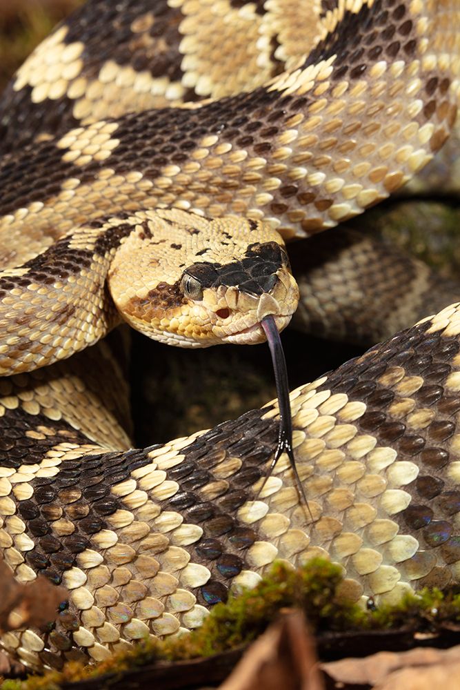 Black-tailed rattlesnake, Native to Southwest Arizona, USA. art print by Joe and Maryann McDonald for $57.95 CAD