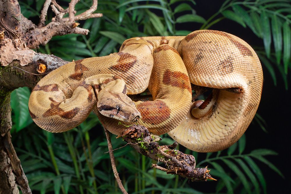 Boa constrictor climbing in a tree, Arenal Volcano, Costa Rica, South America. art print by Joe and Maryann McDonald for $57.95 CAD