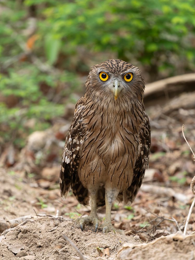 Brown fish owl, Sri Lanka, South Asia art print by Joe and Maryann McDonald for $57.95 CAD