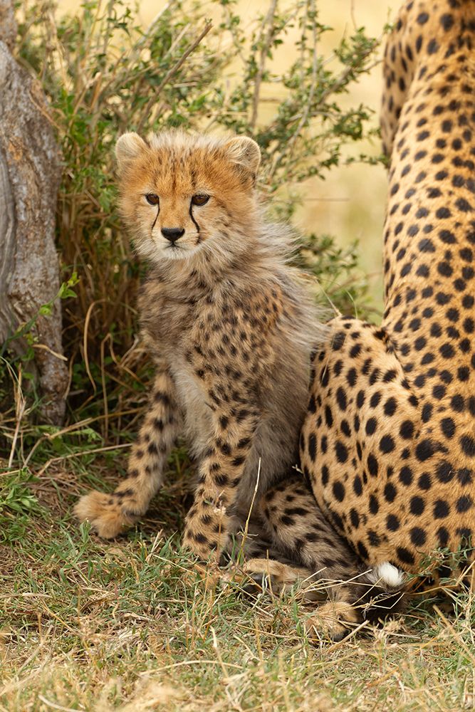 Cheetah cub, 4-5 mmonth old, Masai Mara Game Reserve, Kenya, East Africa art print by Joe and Maryann McDonald for $57.95 CAD