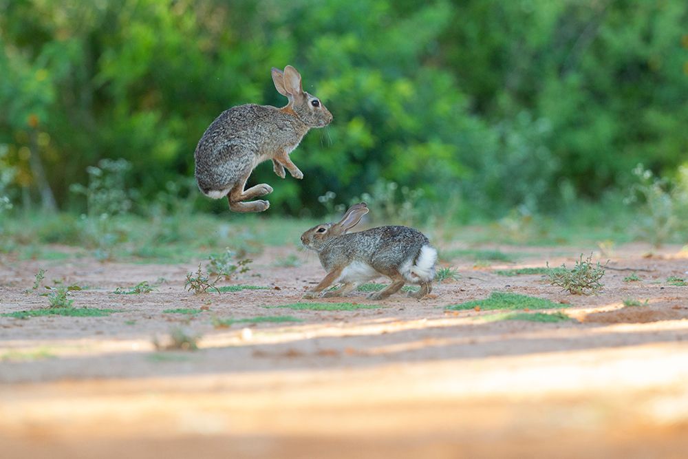 Desert cottontail, South Texas art print by Joe and Maryann McDonald for $57.95 CAD