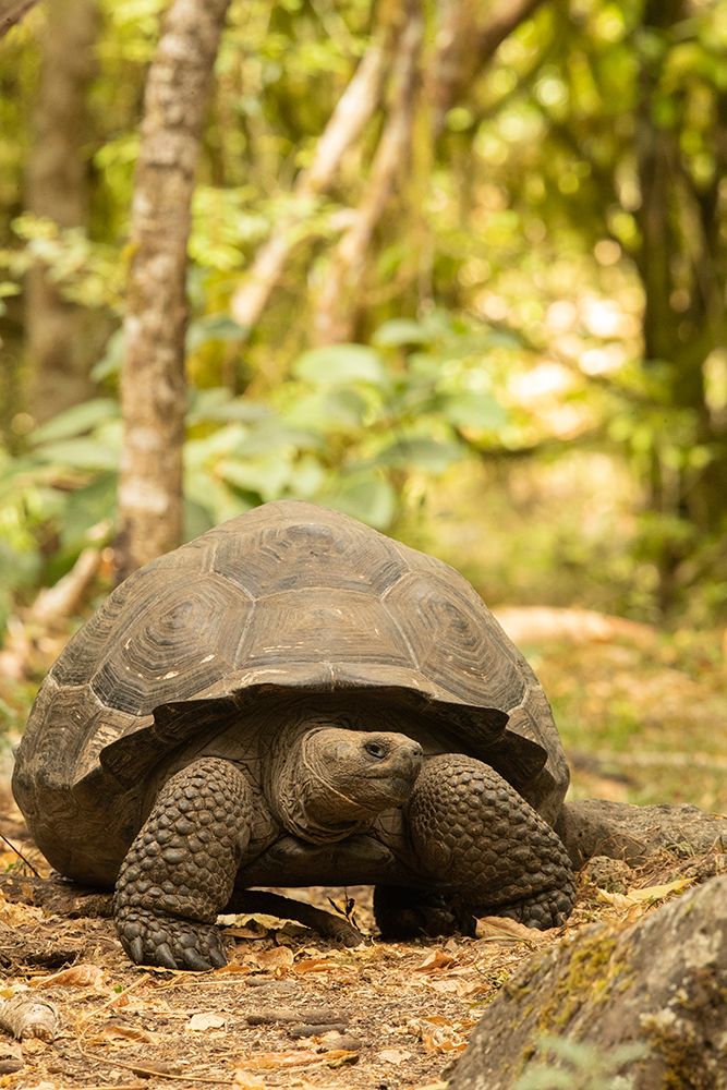 Galapagos giant tortoise, Galapagos Islands, Ecuador, South America art print by Joe and Maryann McDonald for $57.95 CAD