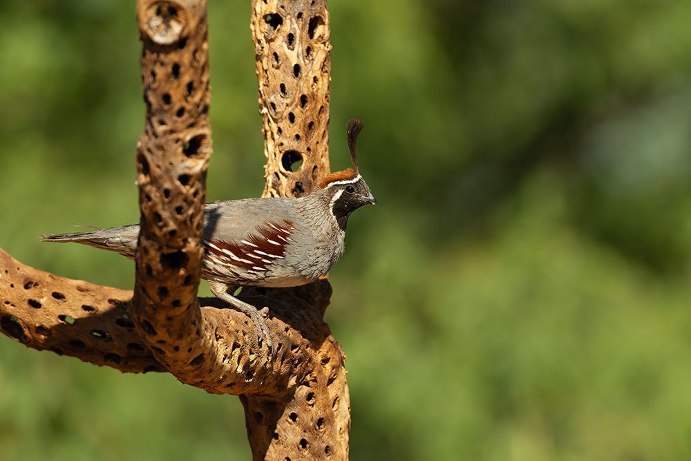 Gambels quail, Arizona, USA art print by Joe and Maryann McDonald for $57.95 CAD