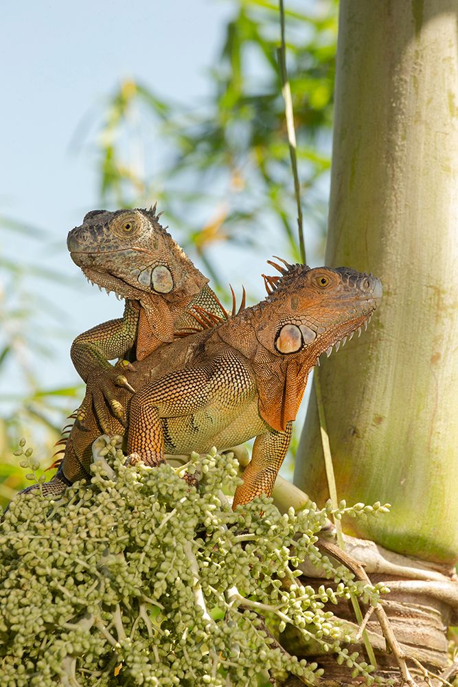 Green iguana, Costa Rica, Central America art print by Joe and Maryann McDonald for $57.95 CAD