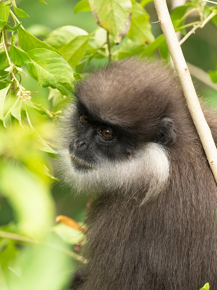 Purple-faced langur, aka purple-faced leaf monkey, Sri Lanka, South Asia art print by Joe and Maryann McDonald for $57.95 CAD