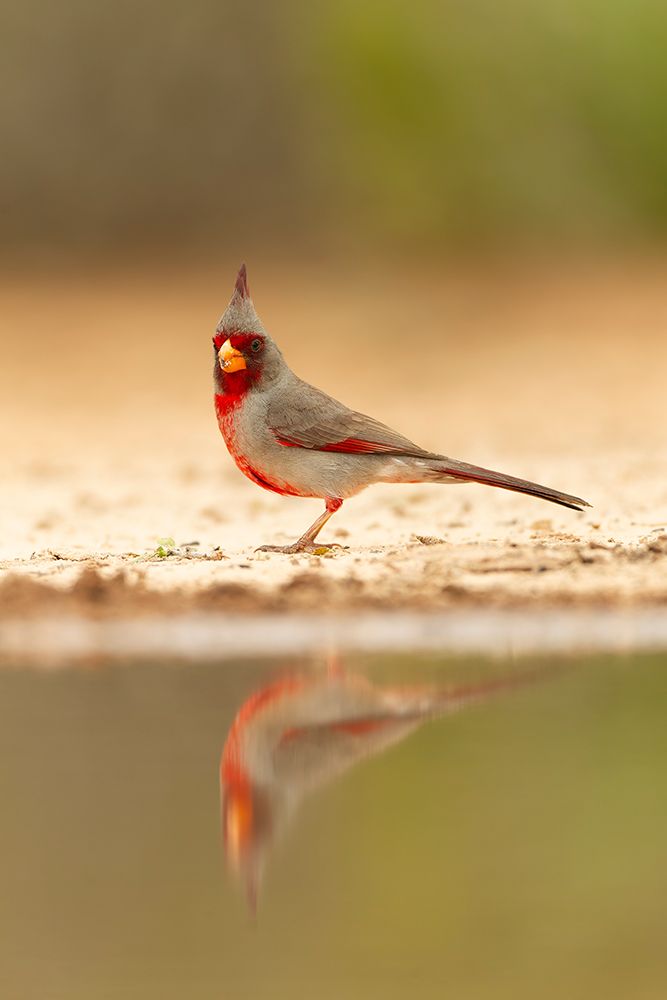 Pyrrhuloxia, Santa Clara Ranch, southern Texas, USA art print by Joe and Maryann McDonald for $57.95 CAD