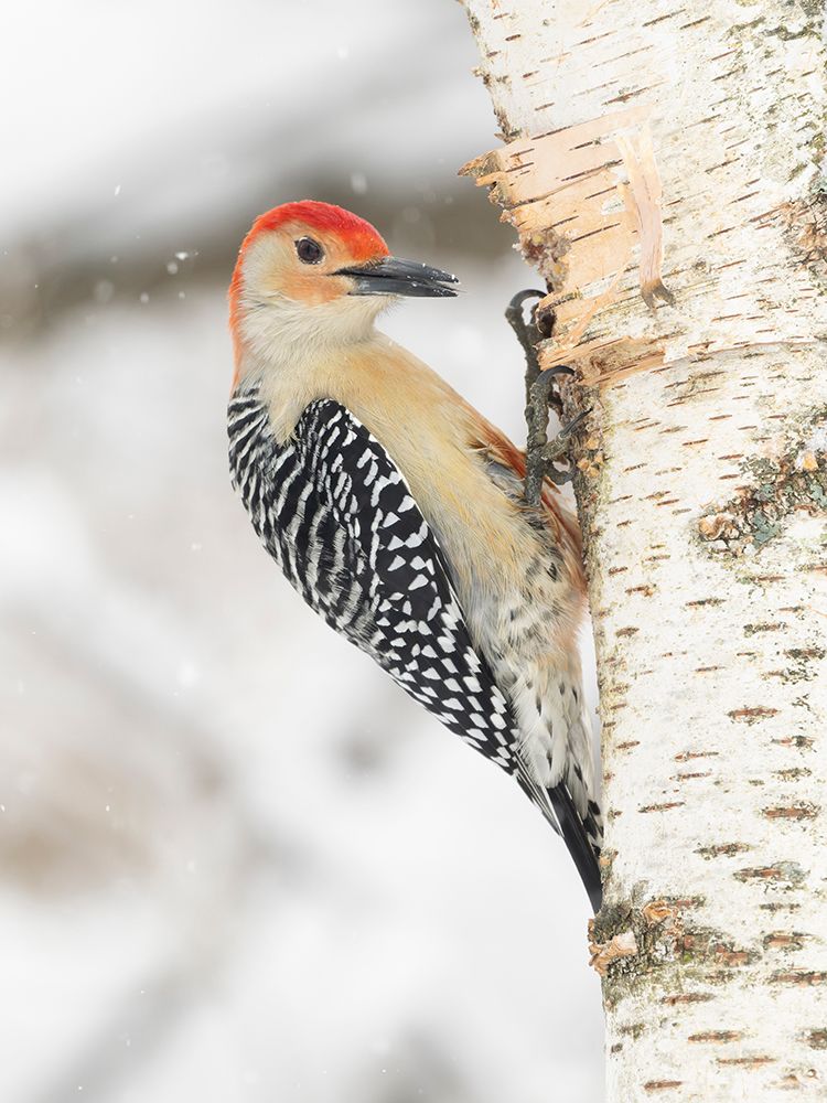 Red-bellied woodpecker, Pennsylvania, USA art print by Joe and Maryann McDonald for $57.95 CAD