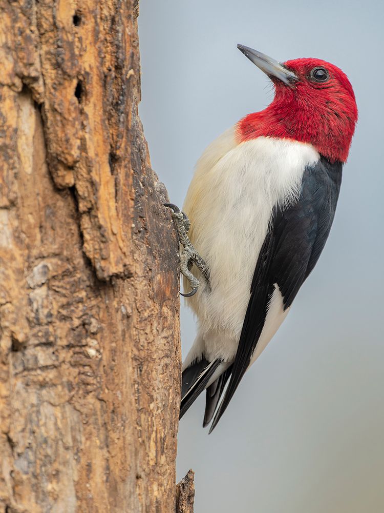 Red-headed woodpecker, Pennsylvania, USA art print by Joe and Maryann McDonald for $57.95 CAD