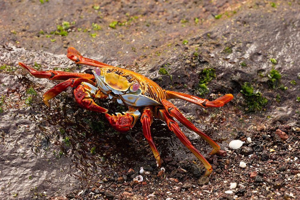 Sally lightfoot Crab, Galapagos Islands, South America art print by Joe and Maryann McDonald for $57.95 CAD