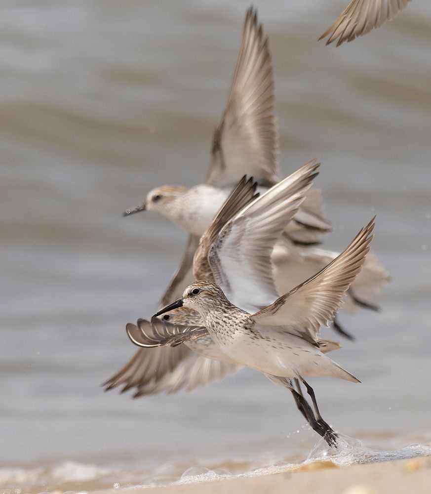 Semipalmated sandpiper, New Jersey, USA, North America art print by Joe and Maryann McDonald for $57.95 CAD