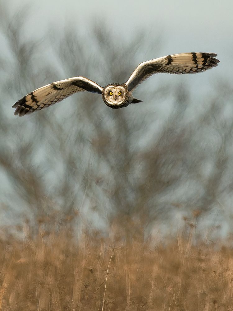 Short-eared owl flying, New Jersey, USA art print by Joe and Maryann McDonald for $57.95 CAD