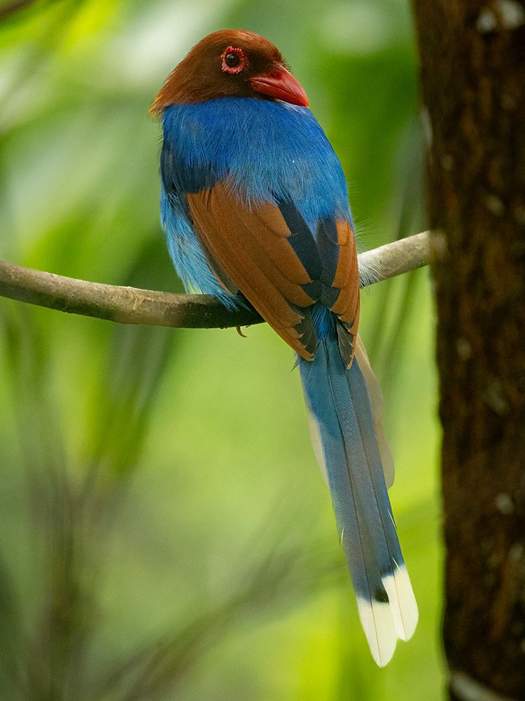Sri Lanka blue magpie, Sri Lanka, South Asia art print by Joe and Maryann McDonald for $57.95 CAD